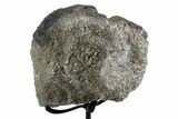 Fossil Sauropod Partial Vertebra Process w/ Metal Stand - Colorado #383242-2